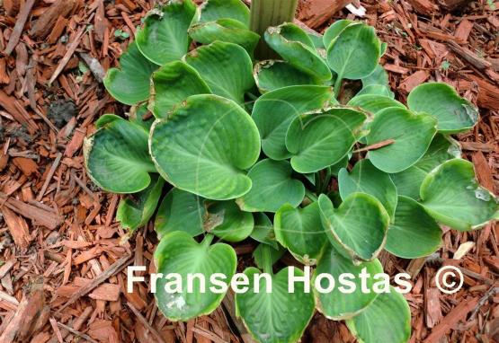 Hosta Sherborne Swallow